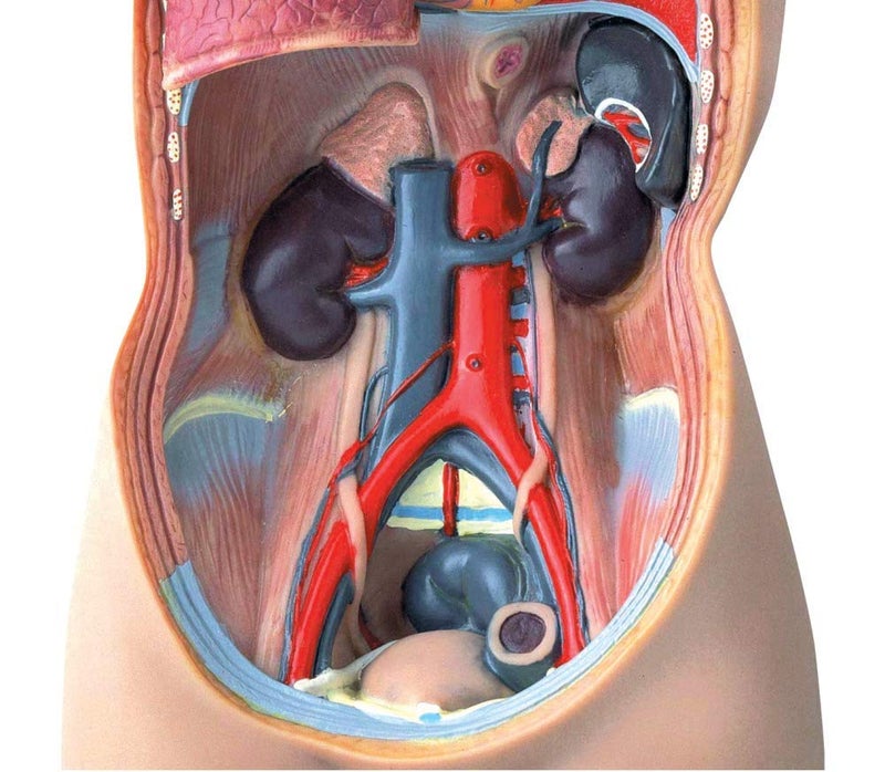 hand2mind 19 Inch Tabletop Human Torso Model, Anatomically Accurate Kit, 10 Removable Human Organs, Anatomy Model for Kids, Human Anatomy Torso Model, Science School Supplies, Trachea Model - Image 3